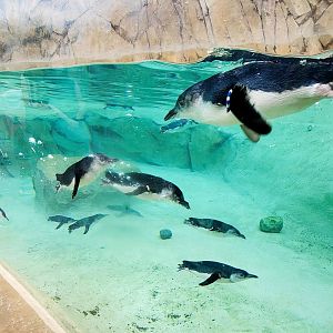 Aug. 2020 - New! Roo Valley - Little Penguins