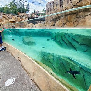 Aug. 2020 - New! Roo Valley - Little Penguin + 3 Others Exhibit