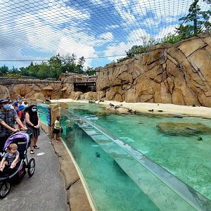 Aug. 2020 - New! Roo Valley - Little Penguin + 3 Others