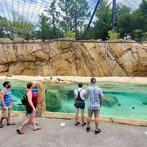 Aug. 2020 - New! Roo Valley - Little Penguin + 3 Others