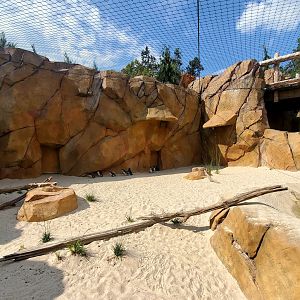 Aug. 2020 - New! Roo Valley - Little Penguin + 3 Others