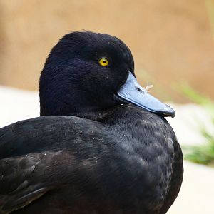 Aug. 2020 - New! Roo Valley - New Zealand Scaup