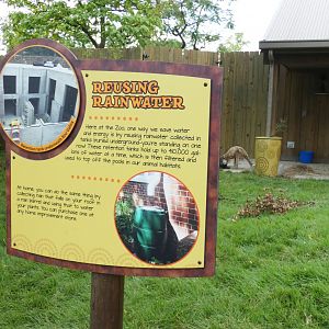 Aug. 2020 - New! Roo Valley - Kangaroo Walk-About - Rain Water Sign