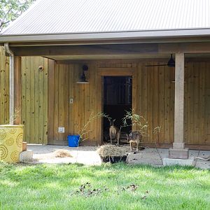 Aug. 2020 - New! Roo Valley - Kangaroo Walk-About (15,000 Sq Ft)