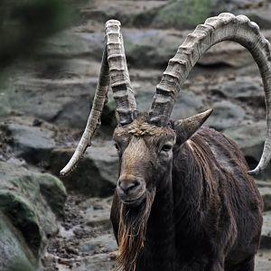 Siberian ibex (Capra sibirica)