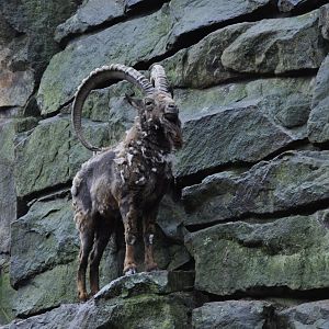 Siberian ibex (Capra sibirica)