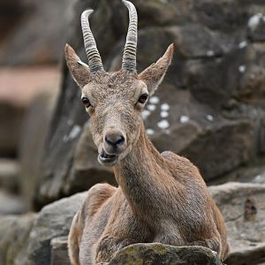 Siberian ibex (Capra sibirica)