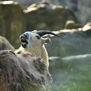 Sichaun takin (Budorcas taxicolor tibetana)