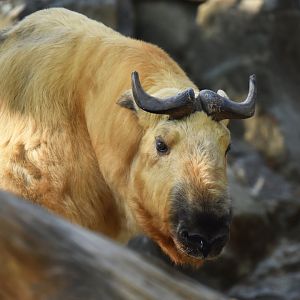 Sichaun takin (Budorcas taxicolor tibetana)