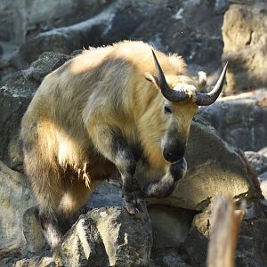 Sichaun takin (Budorcas taxicolor tibetana)