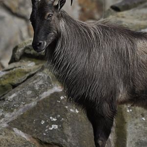 Himalayan thar (Hemitragus jemlahicus)