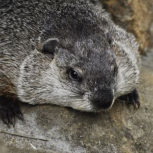 Woodchuck (Marmotta monax)