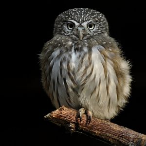 Ferruginous pygmy owl (Glaucidium brasilianum)
