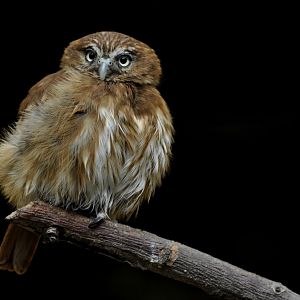 Ferruginous pygmy owl (Glaucidium brasilianum)