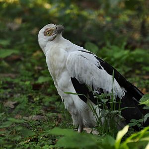 Palm-nut vulture (Gypohierax angolensis)