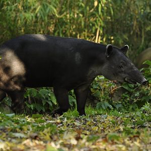 Baird's tapir (Tapirus bairdi)