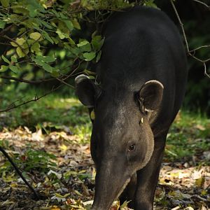 Baird's tapir (Tapirus bairdi)