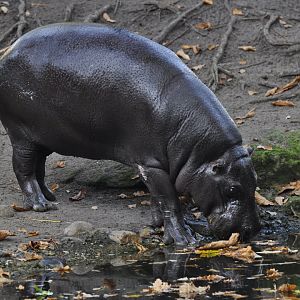 Pygmy hippopotamus (Choeropsis liberiensis)