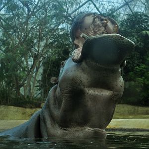 Common hippopotamus (Hippopotamus amphibius)
