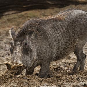 Warthog (Phacochaerus africanus)