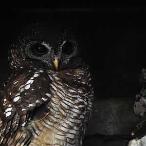 African wood owl (Strix woodfordii)