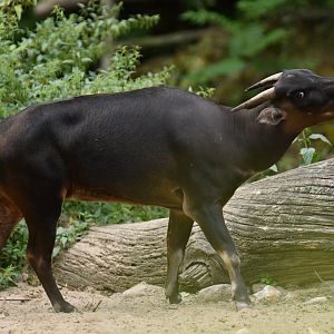 Anoa (Anoa depressicornis)