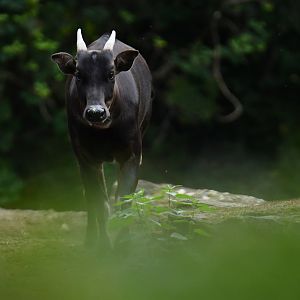 Anoa (Anoa depressicornis)