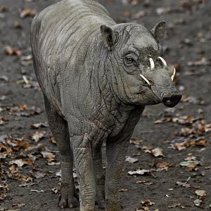 Sulawesi babirusa (Babyrousa celebensis)