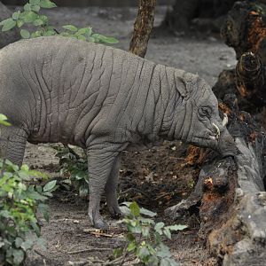 Sulawesi babirusa (Babyrousa celebensis)