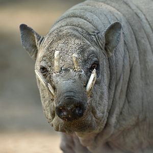 Sulawesi babirusa (Babyrousa celebensis)