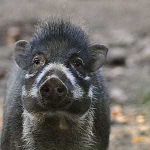 Visayan warty pig (Sus cebifrons)