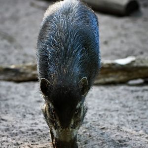 Visayan warty pig (Sus cebifrons)