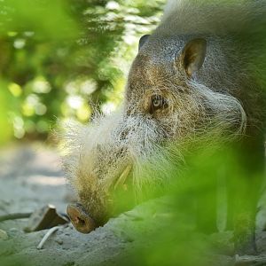Borneo bearded pig (Sus barbatus barbatus)