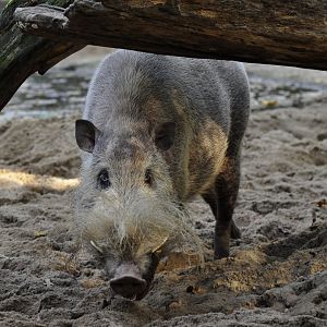 Borneo bearded pig (Sus barbatus barbatus)