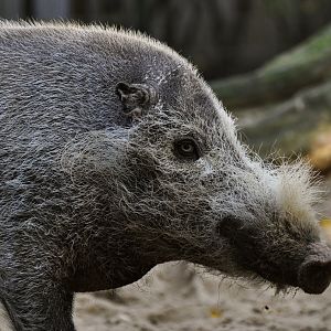 Borneo bearded pig (Sus barbatus barbatus)