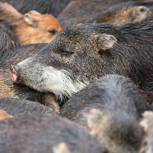 White bearded pecari (Tayassu albirostris)