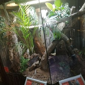 Lesser Hedgehog Tenrec/ Henkel's Leaf-Tailed Gecko Exhibit - 24/8