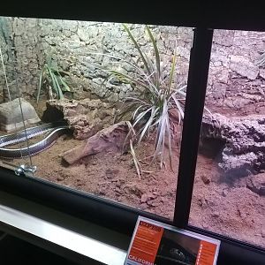 California Kingsnake Exhibit - 24/8