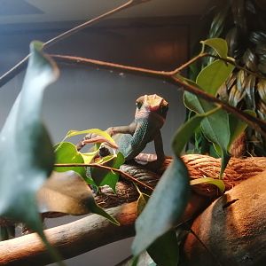 Panther Chameleon - 24/8