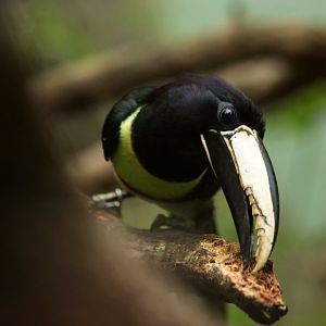 Black-necked aracari