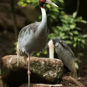 Sarus crane