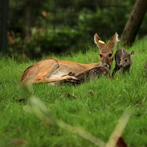Chinese water deer nursing her calves
