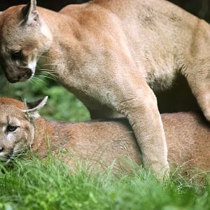 cougars in copulation