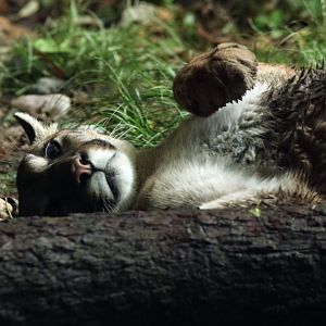 Guo Guo the female cougar