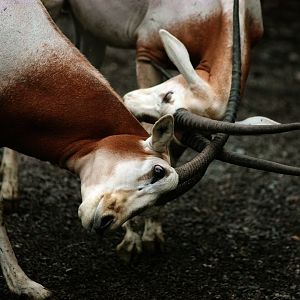 Scimitar-horned oryx in fight