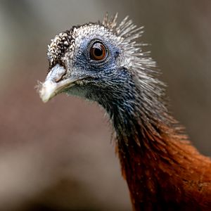 Great argus : Hamerton : 16 Aug 2020