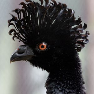 Yellow-knobbed curassow : Hamerton : 16 Aug 2020