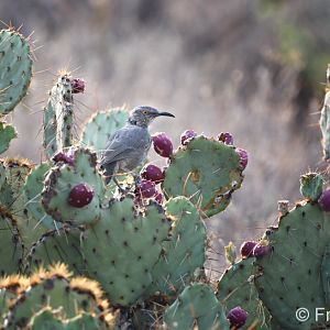 curve billed thrasher