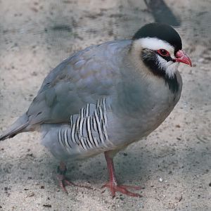 Arabian partridge (Alectoris melanocephala)