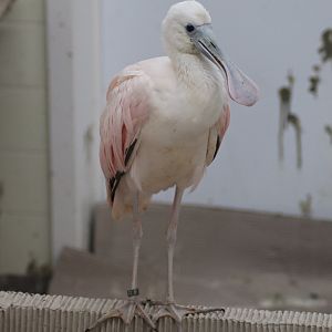 Roseate spoonbill (Platalea ajaja)